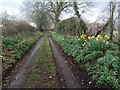 Daffodils along track