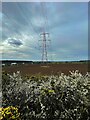 Blossoming hedgerow