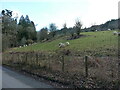 Sheep grazing in a field beside the road