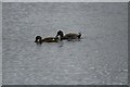 NZ2770 : Male and Female Gadwall on Killingworth Lake by Les Hull