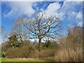 Tree by a stile near Cobhouse Farm