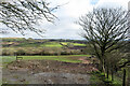 Field near Brondini-Fawr