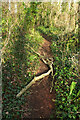 Fallen branch by Kingskerswell Road