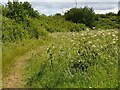 Overgrown footpath at Larks Hill