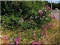 Wild sweet peas