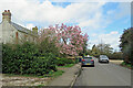 TL4763 : Milton: a magnolia and a learner driver by John Sutton