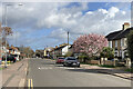 TL4657 : A magnolia on Coleridge Road by John Sutton