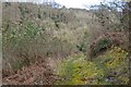 Lydbrook : Grassy Path