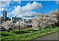 Blossom Time in South Street Park