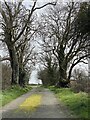 Tree-lined lane