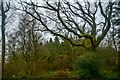 ST7430 : Penselwood : Pen Forest by Lewis Clarke