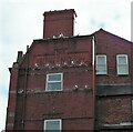 Nesting kittiwakes