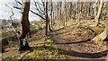 Footpath through Morris Wood on NE side of Leeds to Harrogate railway line