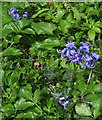 SX9065 : Hyacinths, Stantaway Hill by Derek Harper