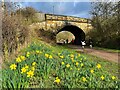 SK2169 : Daffodils beside the Monsal Trail by Graham Hogg
