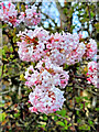 Viburnum Bodnantense Dawn