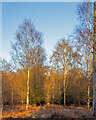 TQ4399 : Silver Birches, Golden Hour, Genesis Slade, Epping Forest by Roger Jones