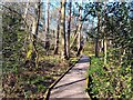 Boardwalk at Wildmoor Heath