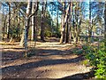 Wildmoor Heath footpath