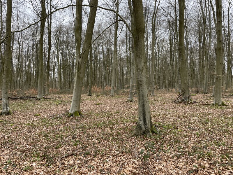 Looking into Blackwood Forest © Fernweh cc-by-sa/2.0 :: Geograph ...