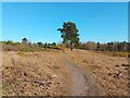 Wildmoor Heath footpath