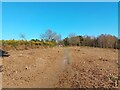 Wildmoor Heath footpath