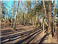 Wildmoor Heath footpath