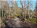 Edgbarrow Woods footpath