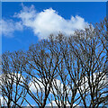 Bare trees, blue sky and clouds