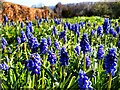 NZ1266 : Grape hyacinth, Heddon Common by Andrew Curtis