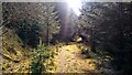 NS6303 : Sunlight on the path through the forest by Gordon Brown