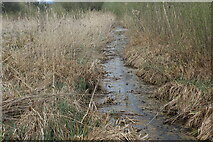 ST4286 : Cwrta Well Reen, Magor Marsh LNR by M J Roscoe