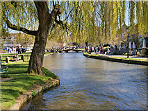 SP1620 : River Windrush, Bourton-on-The-Water by David Dixon
