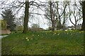 Daffodils on the green in Skelton