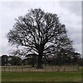 SP4079 : Veteran oak tree in the deer park, Coombe Abbey by A J Paxton