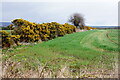 Gorse hedge, Croy