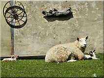 S7848 : Sheep and Lambs by kevin higgins