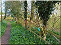 The Lady Well at Speen wishing tree