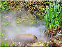 SO7119 : Misty pond at Leaf Creative by Jonathan Billinger