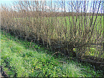 ST5063 : Hedgerow beside New Road by Thomas Nugent