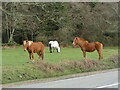 SU2216 : Bramshaw Telegraph - New Forest Ponies by Colin Smith