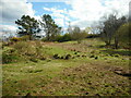 Grassland, Auchnacraig Woodland Park