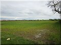 TL1490 : Wet barley field near Folksworth by Jonathan Thacker