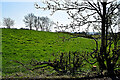 Trees on a hill, Sedskinore