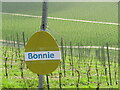 TQ1550 : Denbies Vineyard - A Bonnie Place by Colin Smith