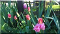 TF1606 : Tulips in bloom on the village green, Peakirk by Paul Bryan