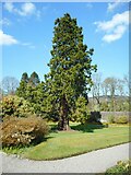 NS3478 : Tree in the Walled garden by Richard Sutcliffe