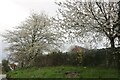 SP6811 : Blossom by Brill Road, Chilton by David Howard