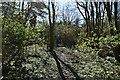 Woodland footpath