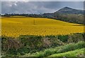 SO3119 : Vivid yellow crop in rural Monmouthshire by Jaggery